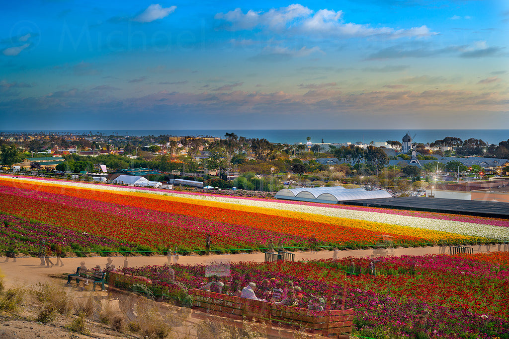 flower fields in carlsbad