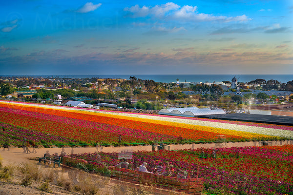 flower fields in carlsbad